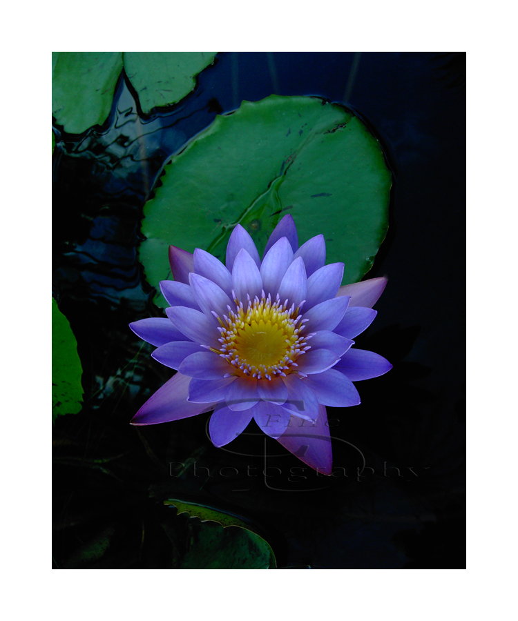 Maui Water lily 8"x12" Image