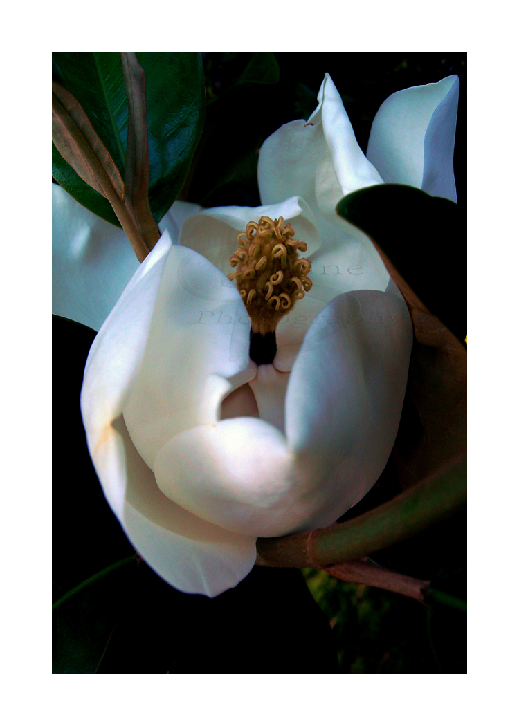 Magnolia Vert 8"x12"
