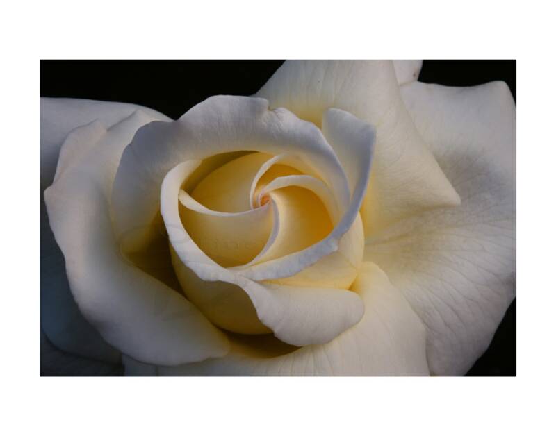 Rose Petal Swirl 8 x 12 floral photo