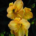 "Golden Day Lily"
 Greeting Card