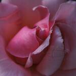 "Pink Rose close-up"
 close-up Greeting Card