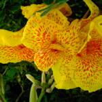 "Spotted Yellow Canna" 
 Greeting Card