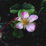 "Strawberry" Flower 
 Greeting Card