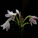 "Pink back-lit lilies"
 Greeting Card
