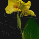 Yellow Canna 4"x 6" tented
 Greeting Card

