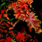 Red Coleus 4x6 tented greeting card
